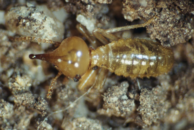 Termite Control Sydney - Termite Treatment - Termite Exterminator