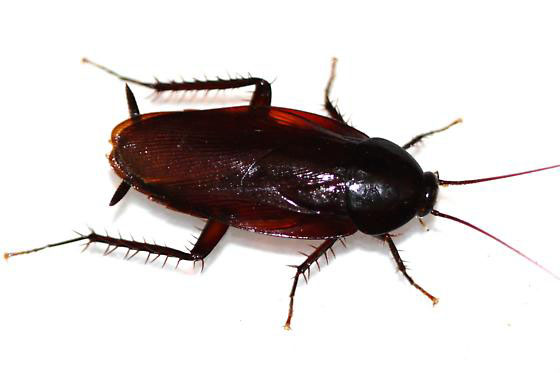 Cockroach Exterminator - Cockroach Control - Cockroach Treatment