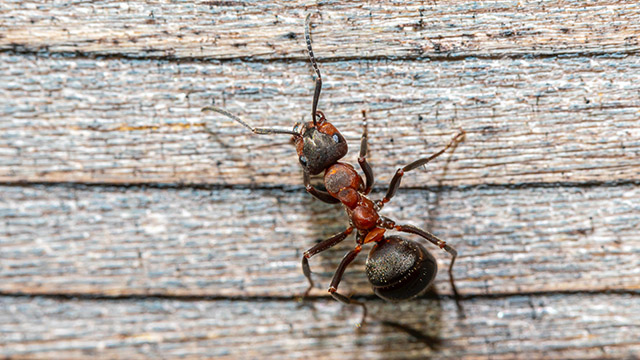 Ants Pest Control - Ants Treatment - Ants Pest Control