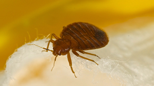 Bed Bug Control - Bed Bug Exterminator - Bed Bug Treatment