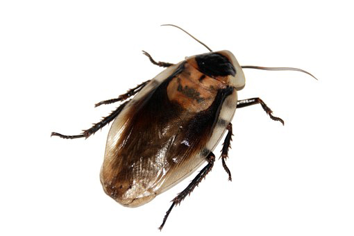 Cockroach Pest Control - Cockroach Exterminator - Cockroach Treatment