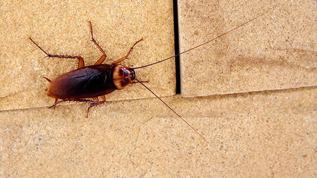 Cockroach Pest Control - Cockroach Exterminator - Cockroach Control