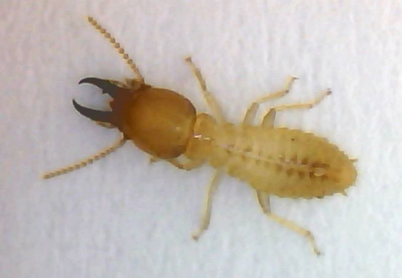 Termite Control Sydney - Termite Pest Control - Termite Exterminator