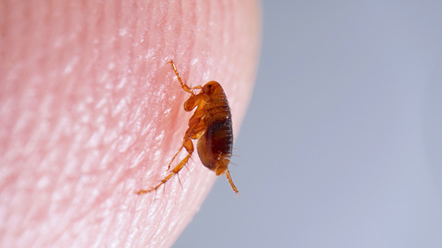 Flea Pest Control Sutherland Shire - Flea Exterminator