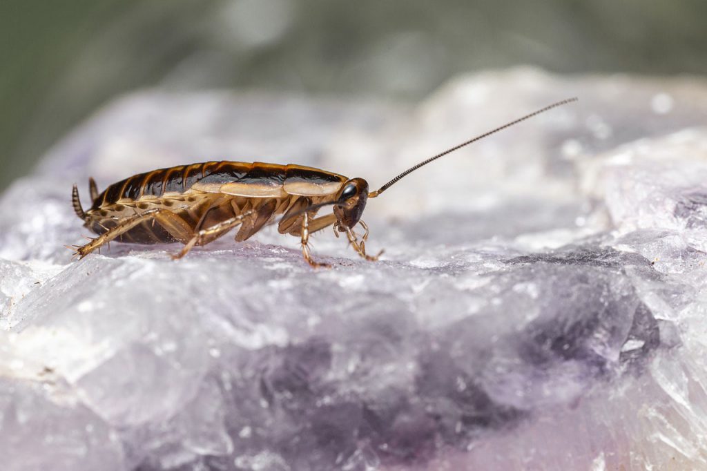 Cockroach Pest Control - Cockroach Exterminator - Cockroach Treatment