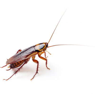 Cockroach Treatment - Cockroach Control Sydney - Cockroach Pest Control
