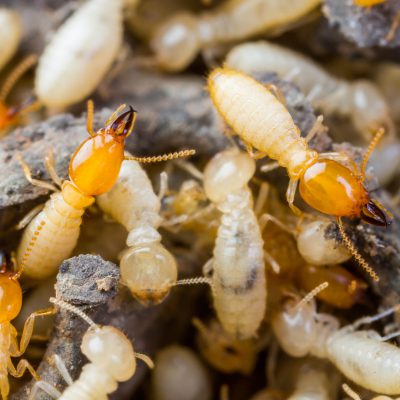 Termite Control Sutherland Shire - Termite Pest Control - Termite Exterminator
