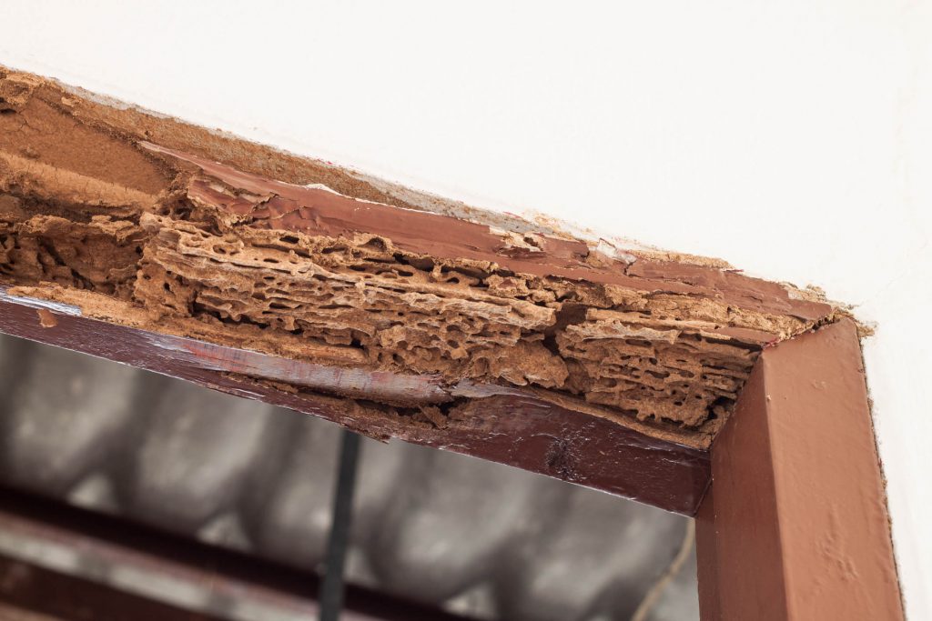 Termite Control - Termite Exterminator - Termite Barrier Sydney