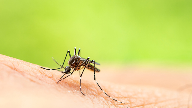 Mosquito Pest Control Sutherland Shire - Mosquito Control