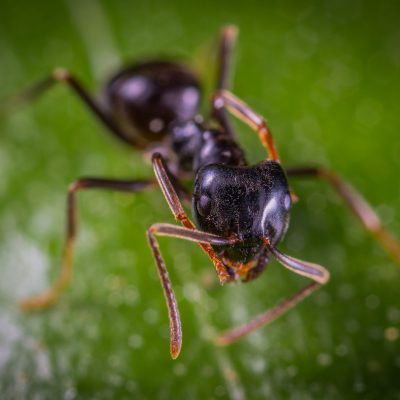 Ant Pest Control - Ant Treatment - Ants Exterminator