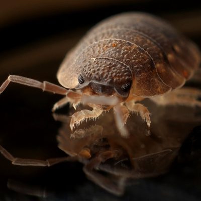 Bed Bug Pest Control - Bed Bug Exterminator - Bed Bug Treatment