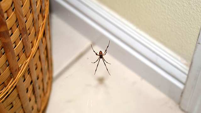 Spider Pest Control Sutherland Shire - Spider Exterminator