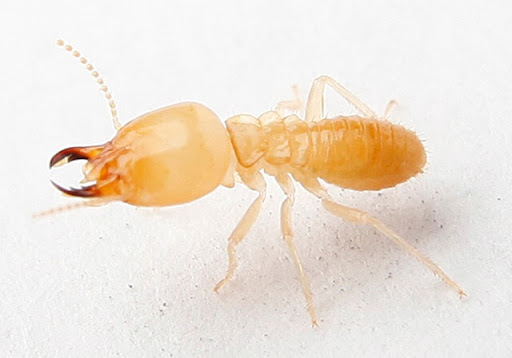 Termite Pest Control Sutherland Shire - Termite Pest Control Sydney - Termite Exterminator