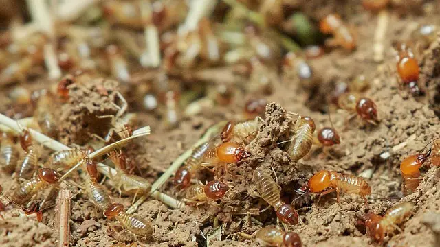 Termites Exterminator - Termites Pest Control - Termites Treatment