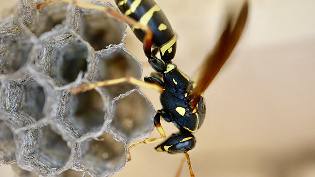 Wasp Pest Control Sutherland Shire - Wasp Exterminator