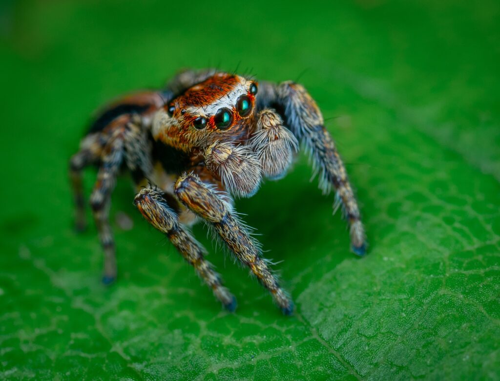 Spider Inspections - Spider Pest Control Sutherland Shire - Spider Pest Control Sydney