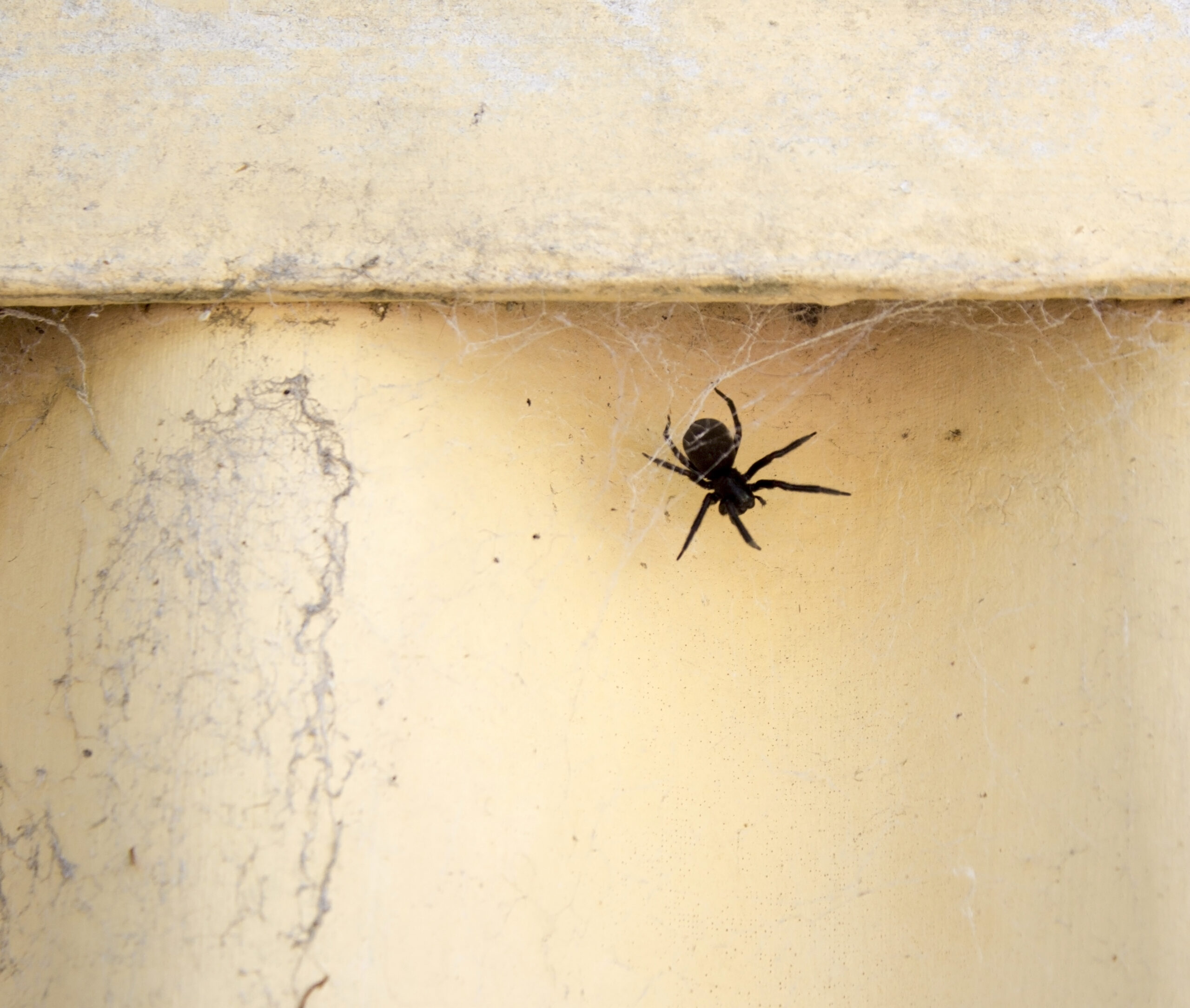 Black House Spider Pest Control - Pest Control Sydney