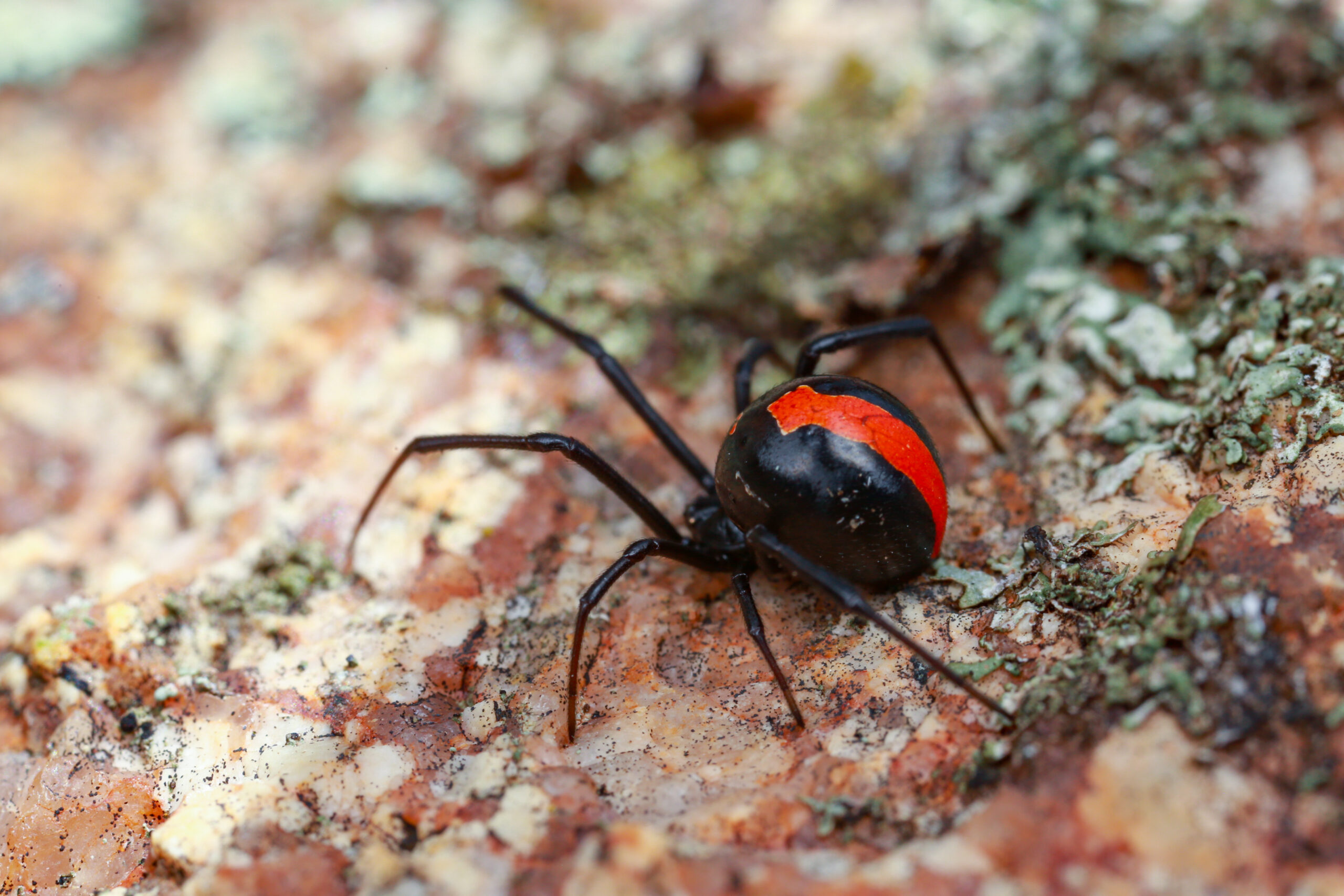 Red Back Spider Pest Control - Pest Control Sydney